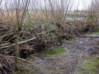 Takkenril van griendhout Kuipersveer (foto: Esther Linnartz)