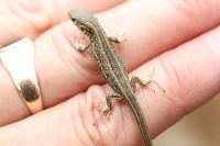 Juveniele zandhagedis, net uit het ei (17 juli 2010; foto: Ineke Schaars)