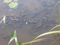 Verspreidbladige waterpest (midden) bij Emmer-Erfscheidenveen (foto: Maarten van Gelder)