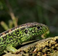 Grasgroen mannetje (Foto: Arnold van Rijsewijk)