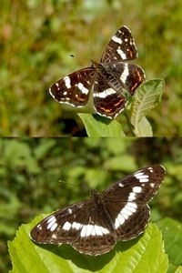 Bovenzijde van landkaartje (boven) en kleine ijsvogelvlinder (onder) (foto’s: Kars Veling)