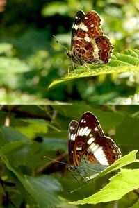 Onderzijde van landkaartje (boven) en kleine ijsvogelvlinder (onder) (foto’s: Kars Veling)