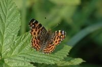 De lentevorm van het Landkaartje (foto: Diane Appels)