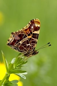 De onderzijde laat het patroon zien waaraan landkaartjes hun naam te danken hebben (foto: Kars Veling)