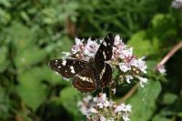 De normale zomervorm van het Landkaartje (foto: Diane Appels)