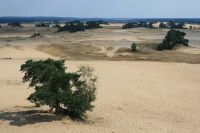 Wilde, droge natuur: stuifzand bij Kootwijkerzand (foto: Karin en René) 