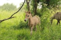 Konik veulen (foto: FREE Nature)