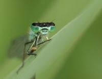 Hoewel libellen één van de oudste insectenordes zijn, zijn ze niet de meest soortenrijke (foto Lantaarntje: Leo Janssen)