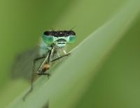 Hoewel libellen één van de oudste insectenordes zijn, zijn ze niet de meest soortenrijke (foto Lantaarntje: Leo Janssen)