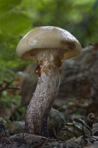 Lariksspijkerzwam (foto: Gerben Winkel)