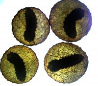 Coconnen met larven uit Veendam (foto: Roy Kleukers)