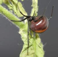 Roodrugspin (foto: Jinze Noordijk en Bruce Schoelitsz)