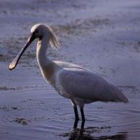 Lepelaar (foto: IVN Vecht & Plassengebied)