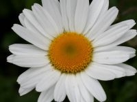 Gewone margriet, verwant aan pyrethrum (foto: Paul Busselen)