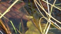 Het drachtige vrouwtje verschuilt zich onder water (foto: René Manger)