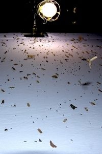 De zoomvlekspanner werd gezien tijdens nachtvlinderonderzoek met lamp en laken (foto: Kars Veling)