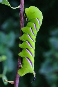 Van eind juli tot in oktober kun je de rups vinden in de liguster (foto: Willem Domhof)