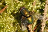 De dader: een volwassen exemplaar van de groene paddenvlieg (foto: James K. Lindsey)