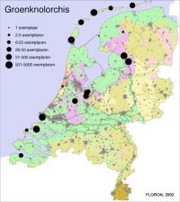 Verspreiding Groenknolorchis in Nederland met indicatie aantallen circa tien jaar geleden (bron: FLORON)
