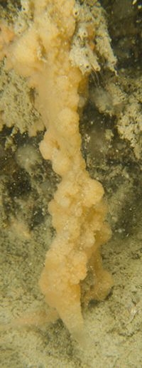 "Druipende" Lobjesspons aan onderzijde van een steen, Grevelingenmeer, 2014 (foto: Peter H van Bragt)