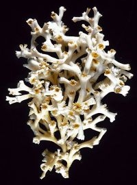 Koudwaterkoraal Lophelia pertusa (foto: NOAA)