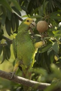Yellow-shouldered Amazon Parrot eating mispel fruit (foto: Sam Williams)