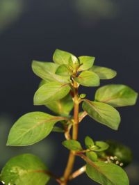 Waterlepeltje (foto: Saxifraga-Branko Bakan)