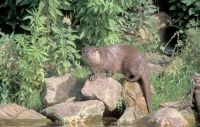 Een Otter in zijn habitat (foto: Mark Zekhuis/Saxifraga)