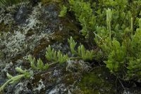 Grote wolfsklauw (foto: Saxifraga-Willem van Kruijsbergen)