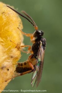 Lysibia nana parasiteert poppen van Cotesia glomerata (foto: Nina Fatouros)