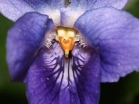 Maarts viooltje close up (foto: Paul Busselen)