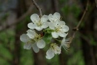 Bloei appel (foto: Marijke Verhagen, Saxifraga)