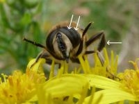 Mannetje blinde bij Eristalis tenax (foto: John Bouwmans)