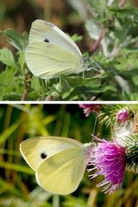 Scheefbloemwitje (boven; foto: Pieter Vantieghem) en klein koolwitje (onder; foto: Kars Veling)