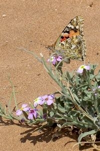 Een vrouwtje distelvlinder, vol met eitjes, in Marokko (foto: Kars Veling)