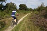 Medegebruik van heide levert ook kansen voor natuur (foto: Marijn Nijssen)