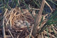 Nest meerkoet (foto: Saxifraga, Piet Munsterman)