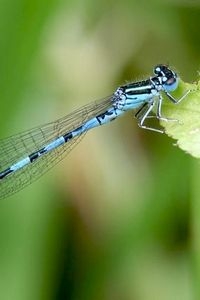 Mercuurwaterjuffer (foto: Tim Termaat)