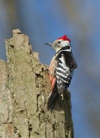 Middelste bonte specht (foto: Ran Schols)