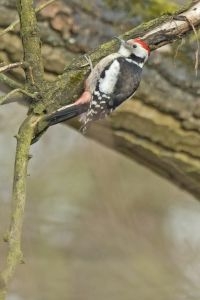 Middelste bonte specht (foto: Harvey van Diek)