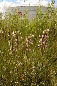 Plaatselijk stonden honderden moeraswespenorchissen (foto: Kars Veling)