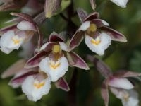 Moeraswespenorchis (foto: Paul Busselen)