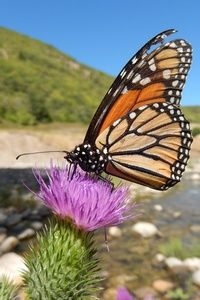 Monarchvlinder is in overwinteringsgebied 90 procent achteruit gegaan (foto: Kars Veling)
