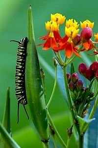 Rups monarchvlinder op Asclepias (zijdebloem) (foto: Chris van Swaay)