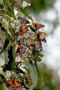 Monarchvlinders overwinteren met tientallen tot vele duizenden bij elkaar (foto: Chris van Swaay)