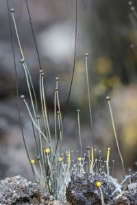 Mucor schimmel (foto: Menno Boomsluiter)