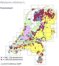 Verspreidingskaartje Muizenstaartje in Nederland (foto: FLORON NDFF)