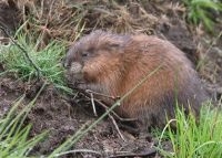 Muskusrat (Foto: Jelger Herder)