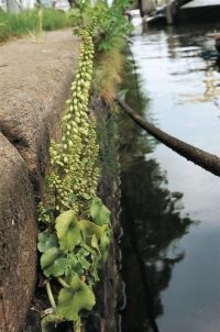 Muurnavel op kademuur in Amsterdam (foto: Ton Denters)