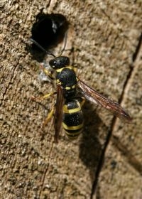 Muurwespen overwinteren in holle stengels (foto: Jinze Noordijk)